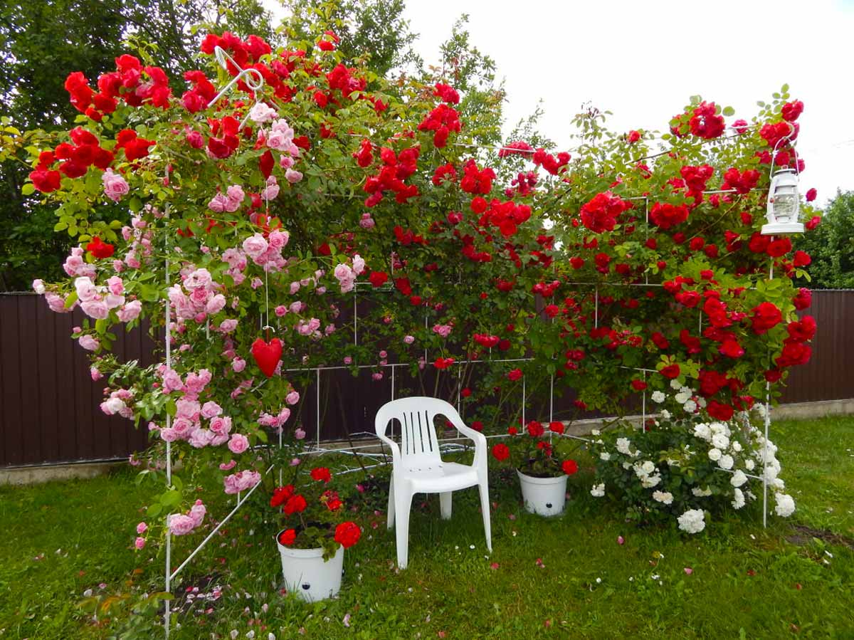 Розы плетистые Фламентанц. Как ухаживать за плетистой розой