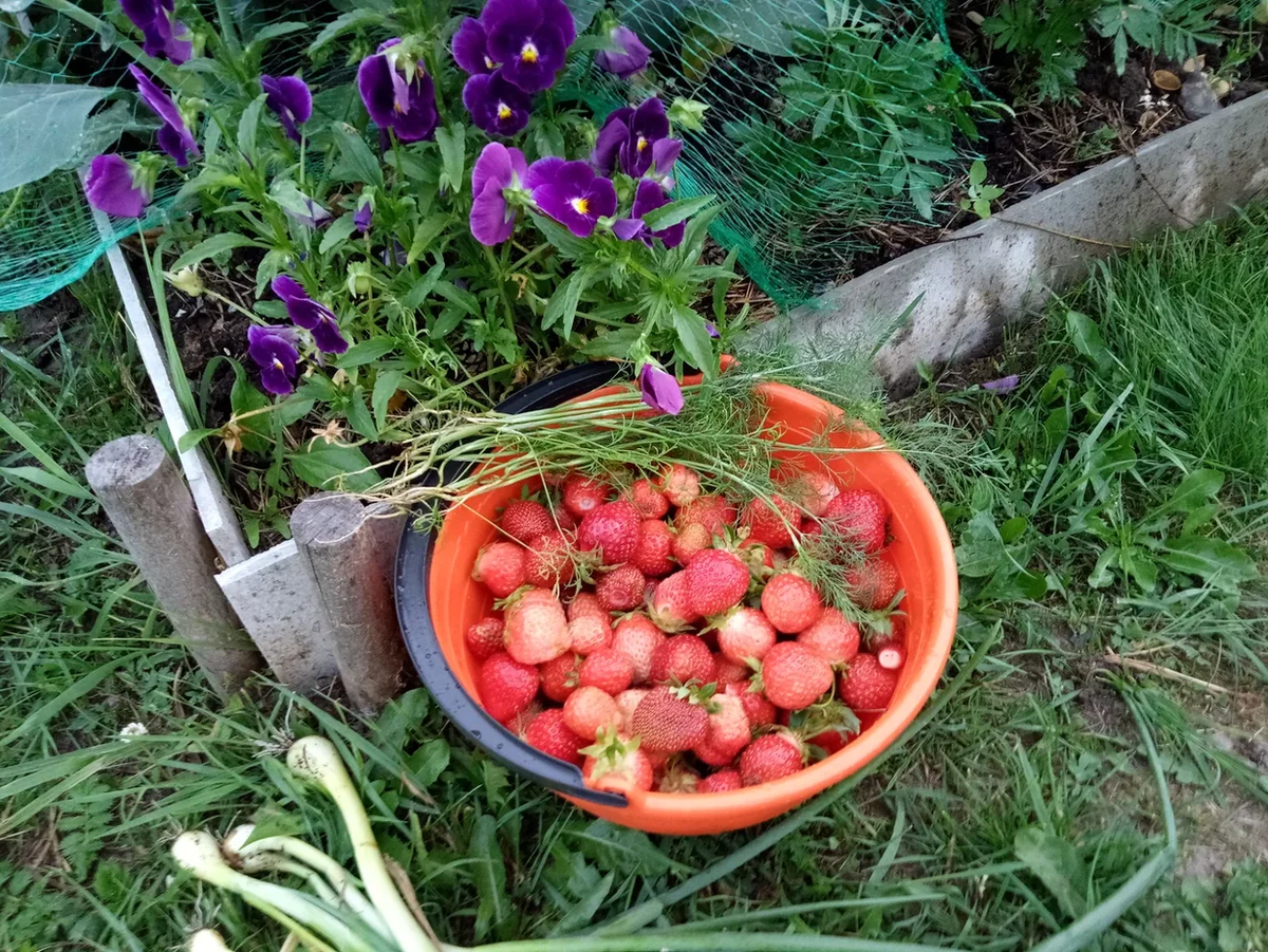 Авторское фото клубничка на огороде