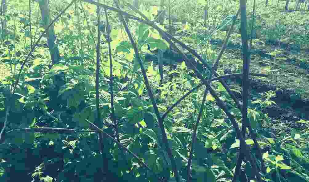 Ежевика после обработки 3% бордоской жидкостью до распускания почек. 