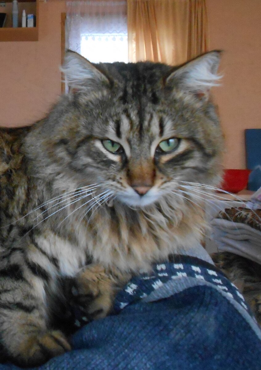  - Словно говорит Боливар -ну и шо вы хотите сказать?