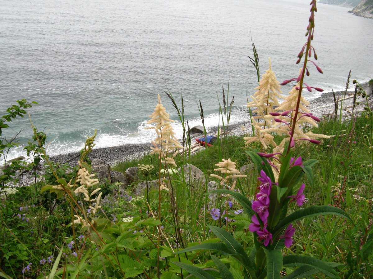 23.07.2008г Бухта Тихая. Волжанка и иван-чай цветут.