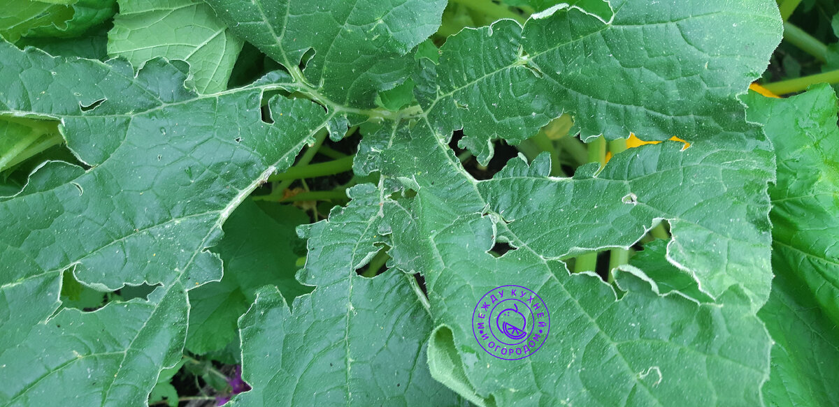 Второй куст менее пострадал. Расстояние между кустами 5 метров. 