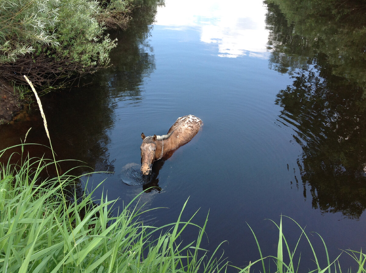 Лошадь купается