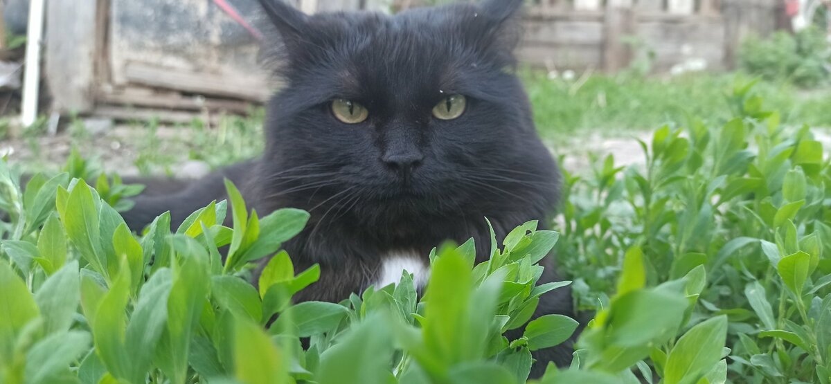 Вы только посмотрите на этого ученого кота, вы и правда после этого думаете, что вам никто не хочет испортить жизнь? Дальше еще одна, особая фотография котика.