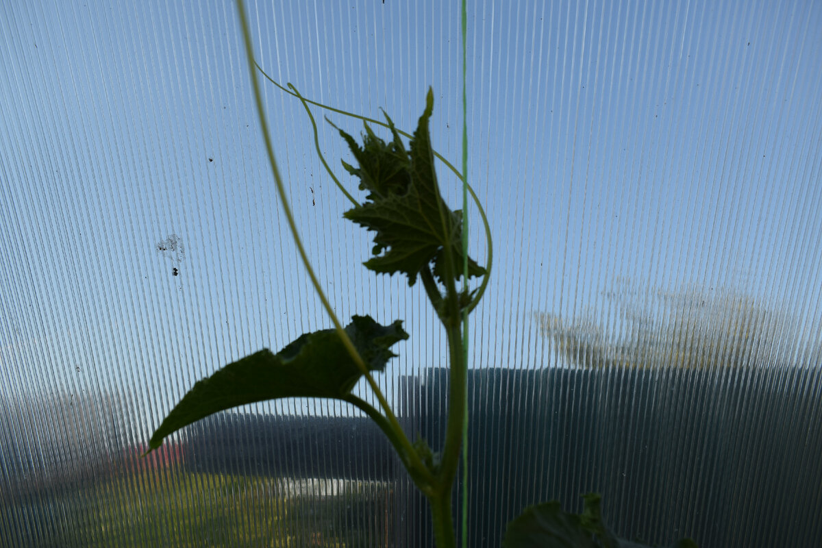 плеть огурца достигла верха теплицы(фото автора)2021