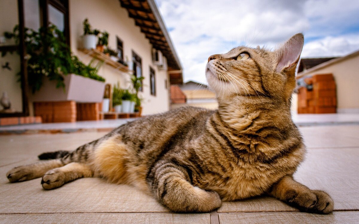 Изображение Pexels с сайта Pixabay 