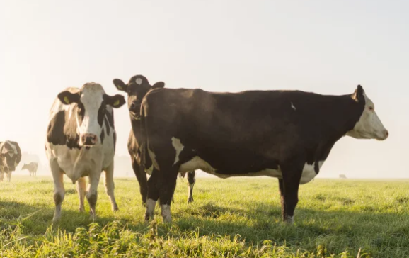 Добавьте описание