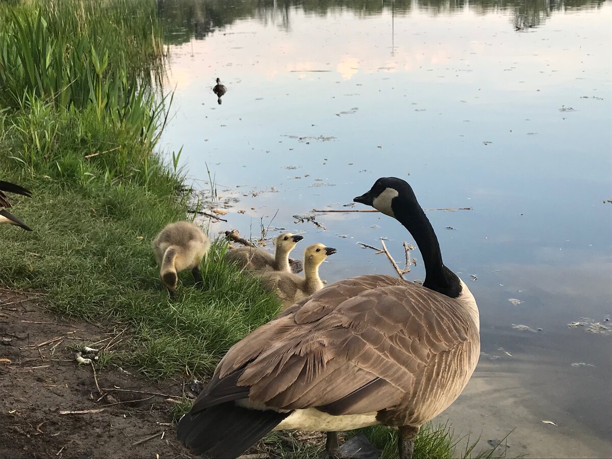 Канадский гусь нам не товарищ! Особенно, когда под опекой выводок малышей. Может покусать и заклевать, если подойти слишком близко. Фото автора. 
