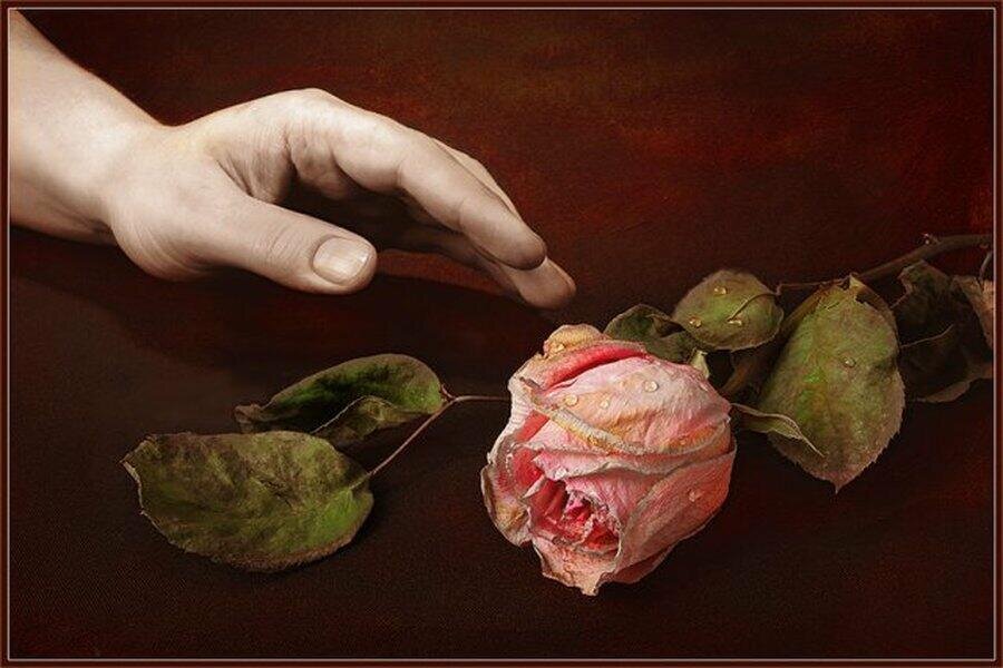 В чём разница между "Нравится" и "Люблю"? Когда вам нравится цветок, вы его срываете. Но если вы любите цветок, вы ежедневно его поливаете.
