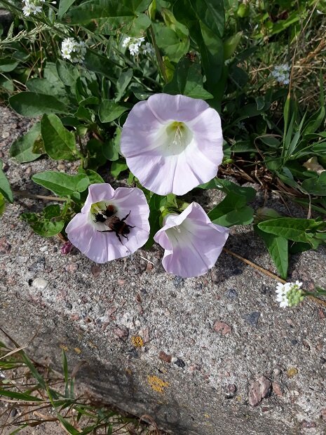 Рига, 19 июля 2021