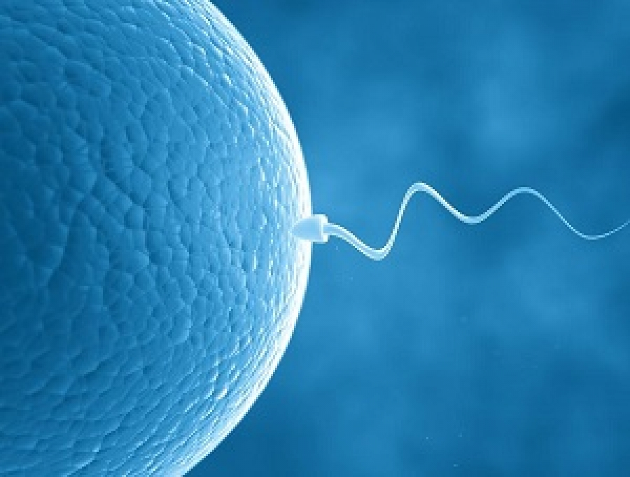 гугл.картинки