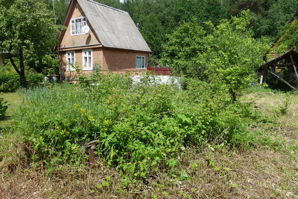 Вот на эти кусты у меня давно появились планы. Айва, малина и сорняки.