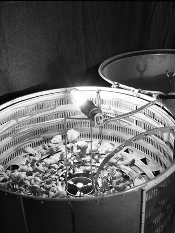 Установка для выращивания растений. Фото: photo.kirensky.ru