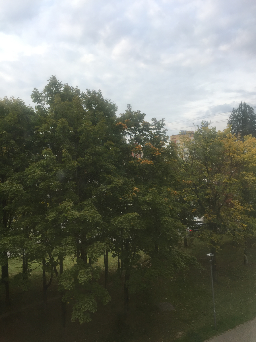 Фото автора. Красивое небо и деревья.