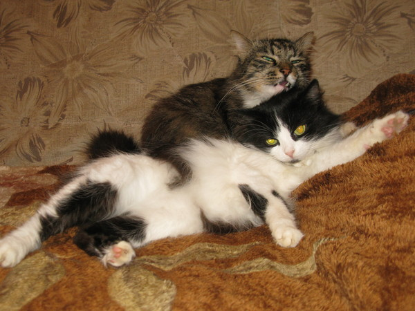 Козюня черно-белая, а тот, который серый- кот Морковкин. Морковушка мы его звали... Их уже нет с нами несколько лет... Жили с нами до старости. Первой ушла Козюня, а через год Морковушка...