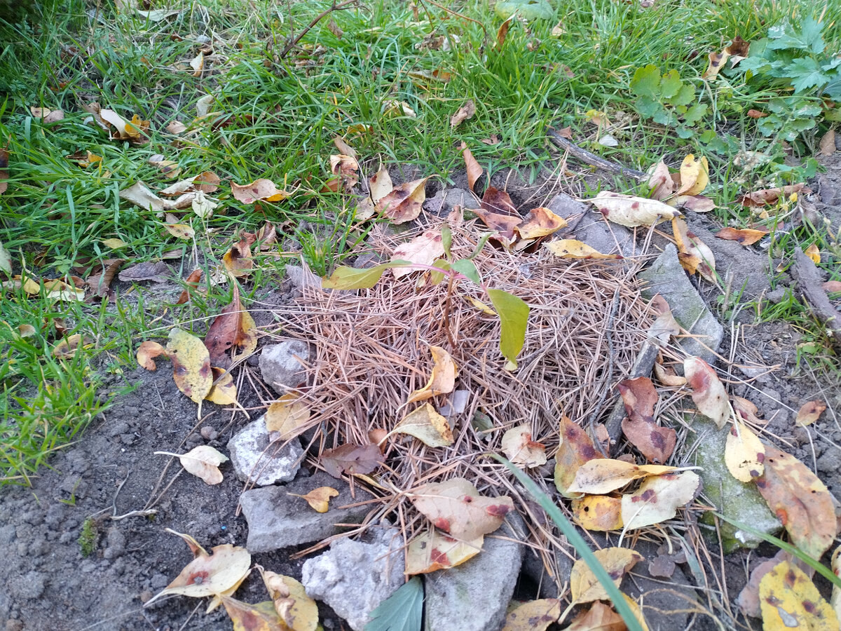 Наконец-то запечатлела саженец гортензии ))