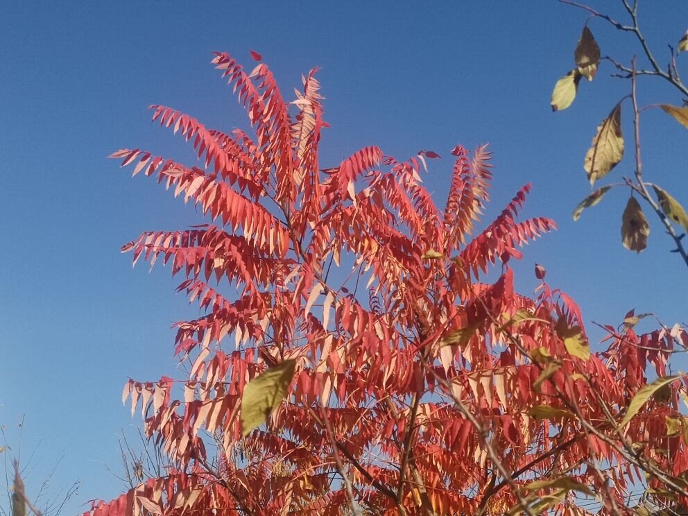 Дерево осенней расцветки. Фото автора.