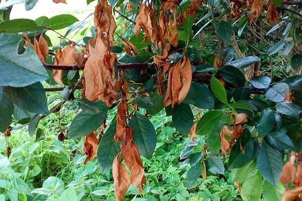 Резко и обильно сохнет лист.