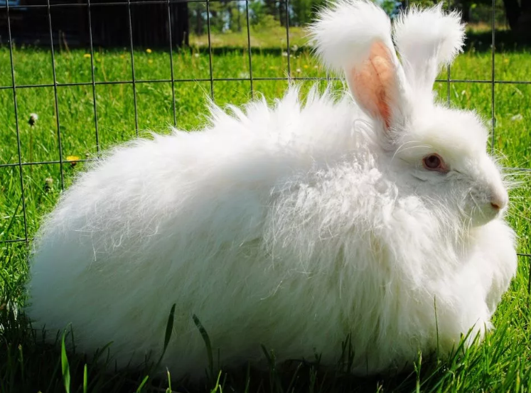 ангорский кролик