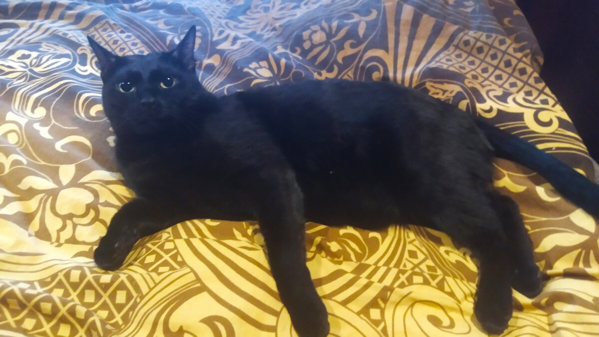 Кот Тихон.