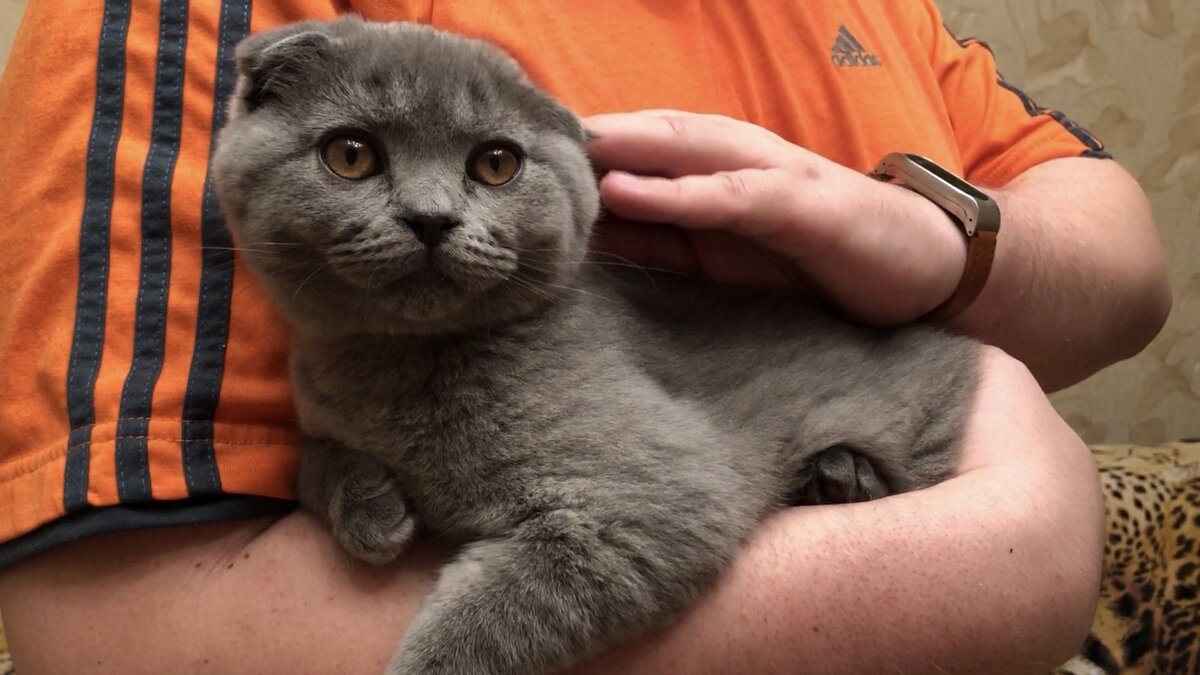 Любит ли кот сидеть на руках?