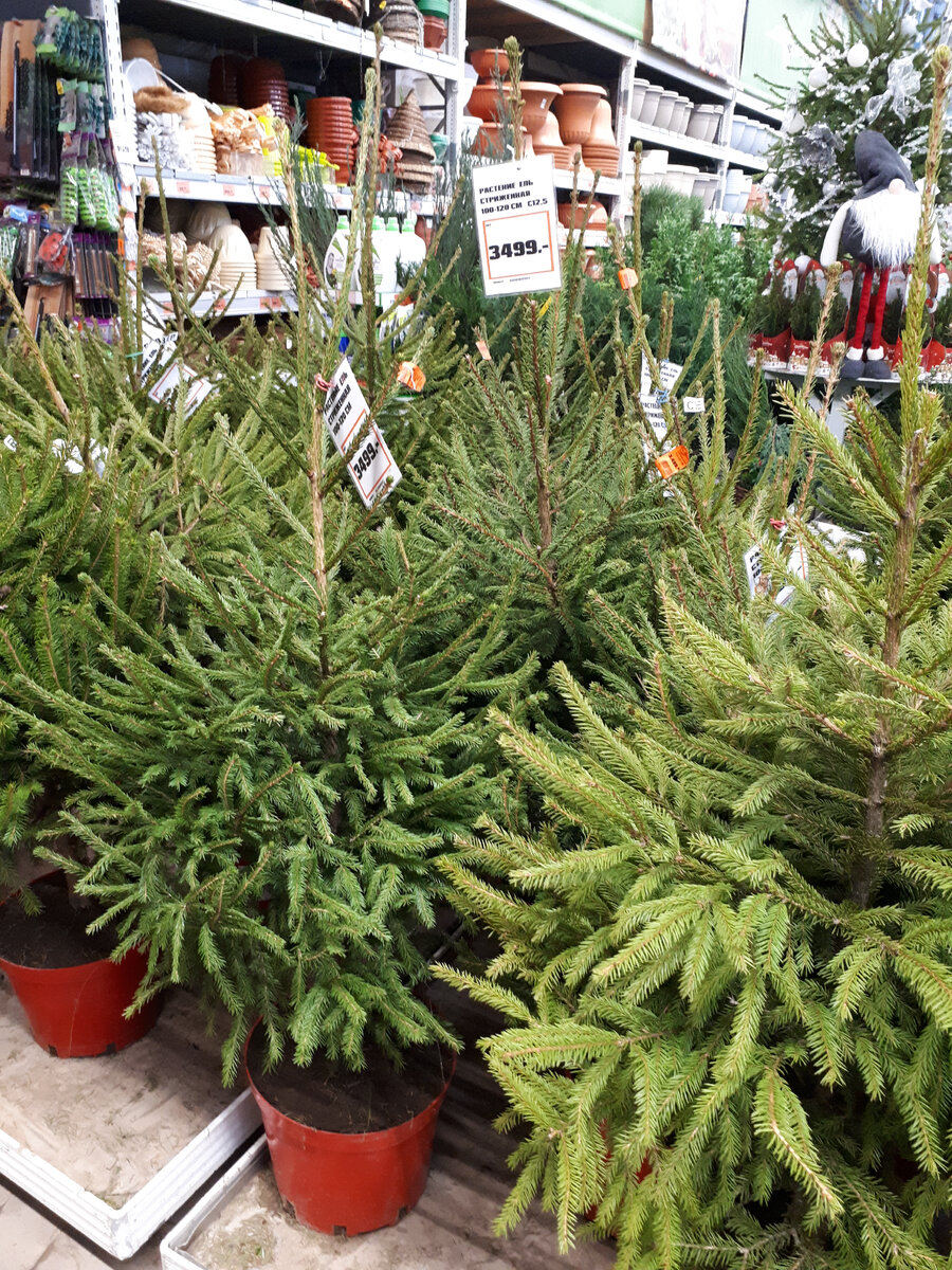 Ель стриженная 100-120 см. в ОБИ, ель в горшках в ОБИ, выбор елей в оби, выбор елок в оби, новогодняя ель в горшке в оби