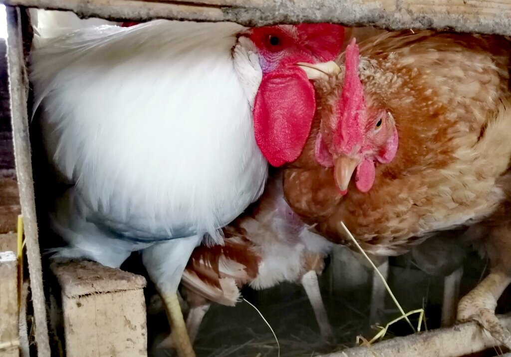 Петух и курица в гнезде