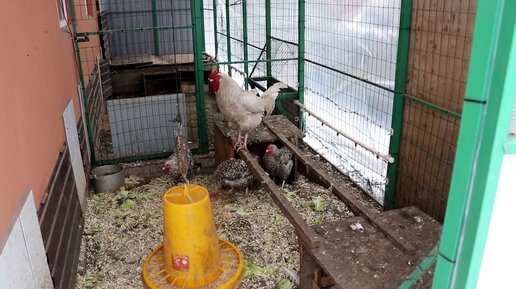 Строим современный курятник ч.46 Окраска стен и плитка на пол.