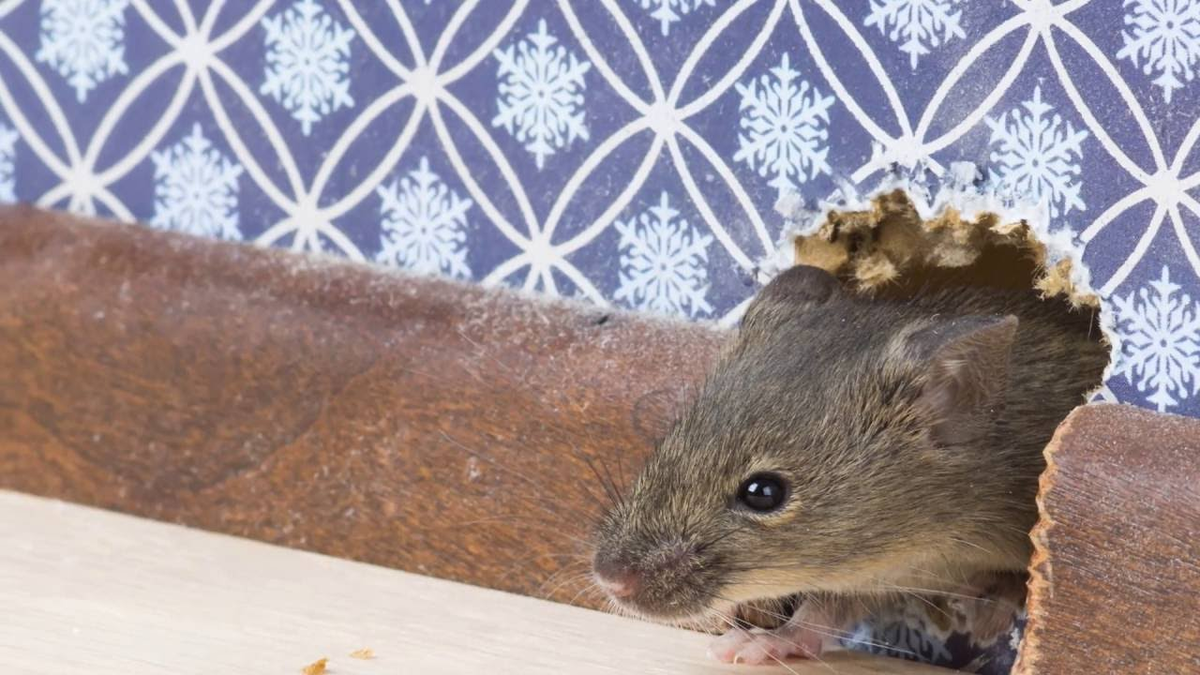 Защитить деревянный дом от мышей и насекомых вполне возможно! 