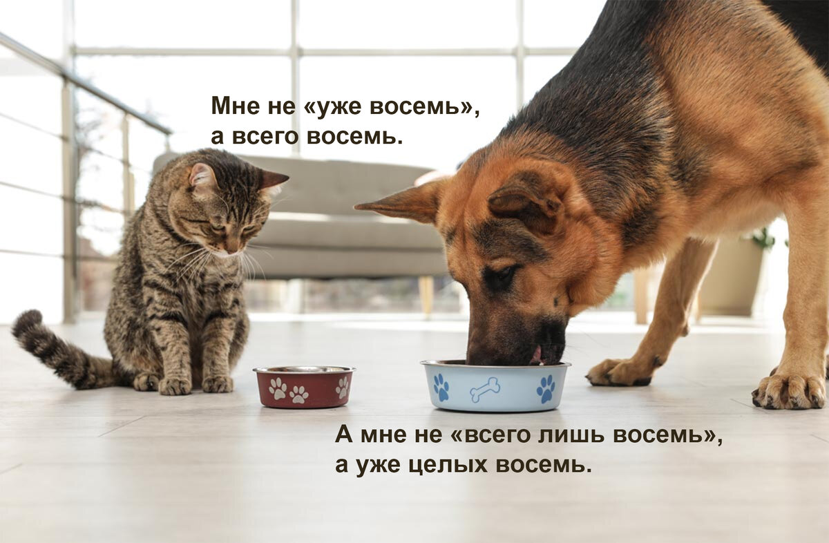 Необычные домашние животные. Кошка собака попугай хомяк. У них есть питомец. У них есть питомец. Домашние питомцы для детей.