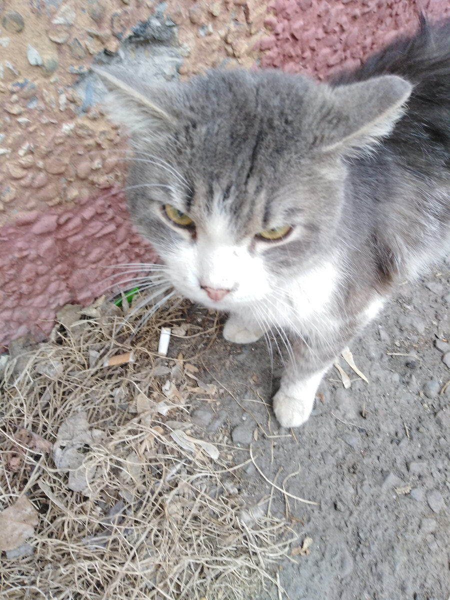 Тиша на улице, фото автора 