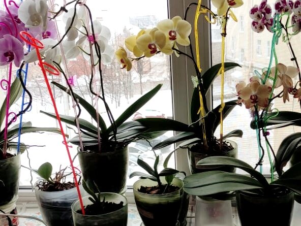 Фаленопсисы из личной коллекции. Цветут третий месяц