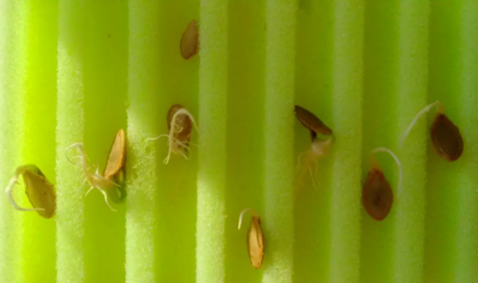 Фотография взята из источника seedspost.ru