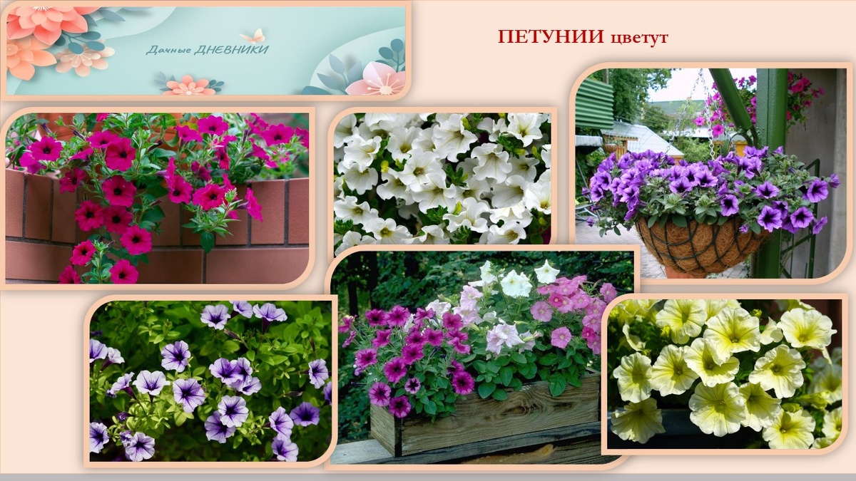 Фото. Петунии цветут