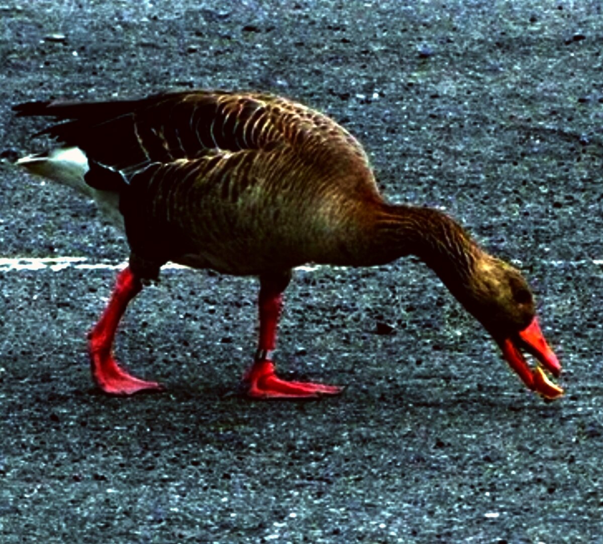 Гусь лапчатый.