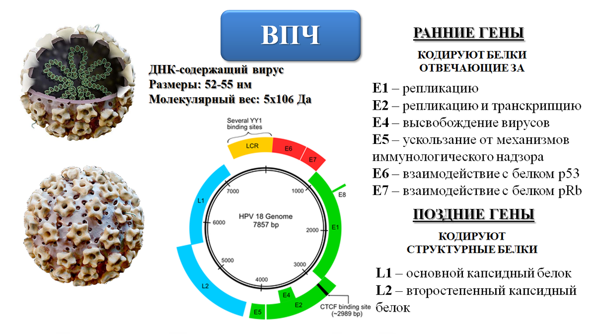 Обнаружила впч 56 типа. Характеристика вируса папилломы человека:. Вирус папилломы человека у детей. Вирус папилломы , противовирусное.