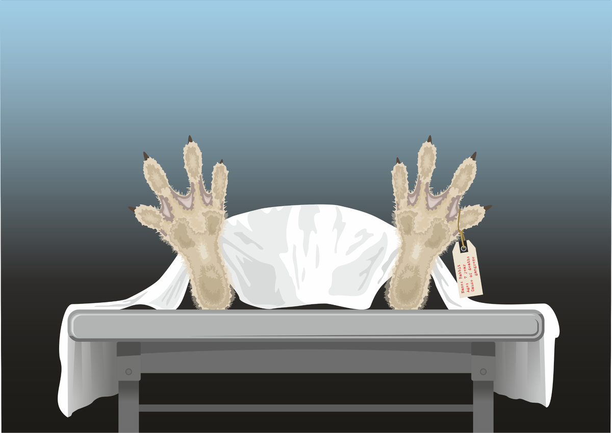 Иллюстрация автора