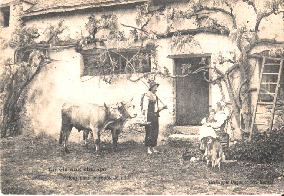 Крестьянские волы, Вандея.