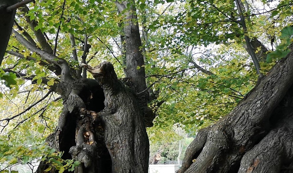 Самая древняя липа в Светлогорске