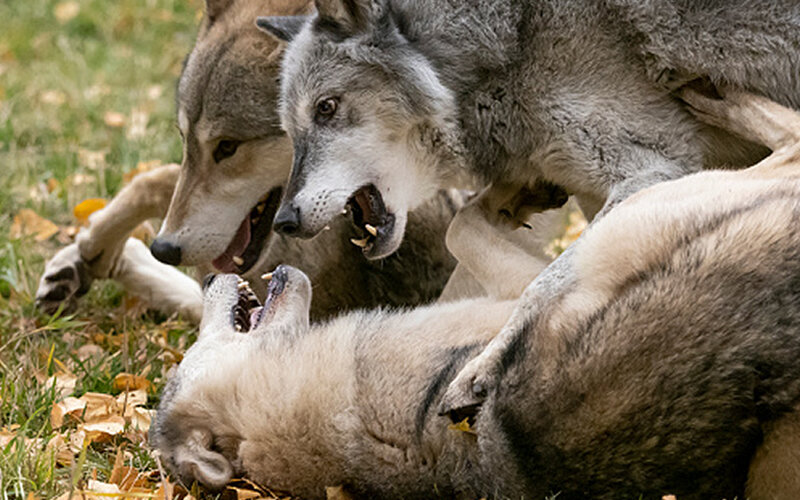 То, что связано с взаимодействиями между волками, нельзя без серьезных оговорок переносить на отношения с собаками. Фото GarysFRP/iStock