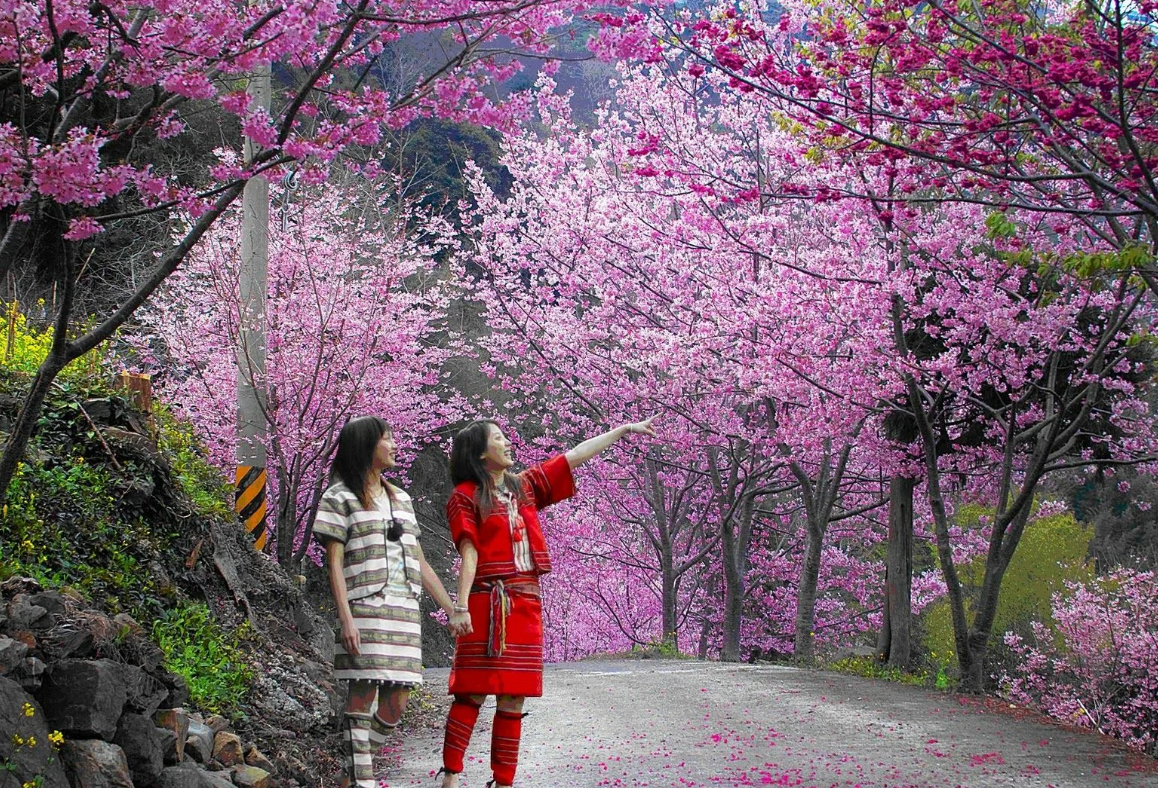 Тулун сакура. Цветение Сакуры на Окинаве. Япония Сакура. Япония цветение Сакуры парк. Япония Сакура Ханами.