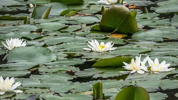 Изображение из открытого источника. Pixabay