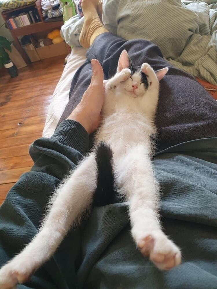 приколы коты, приколы с собаками, про котов, приколы, с котами, кот, видео коты.