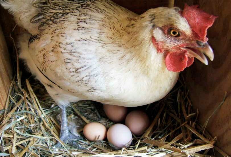 Фото из открытых источников