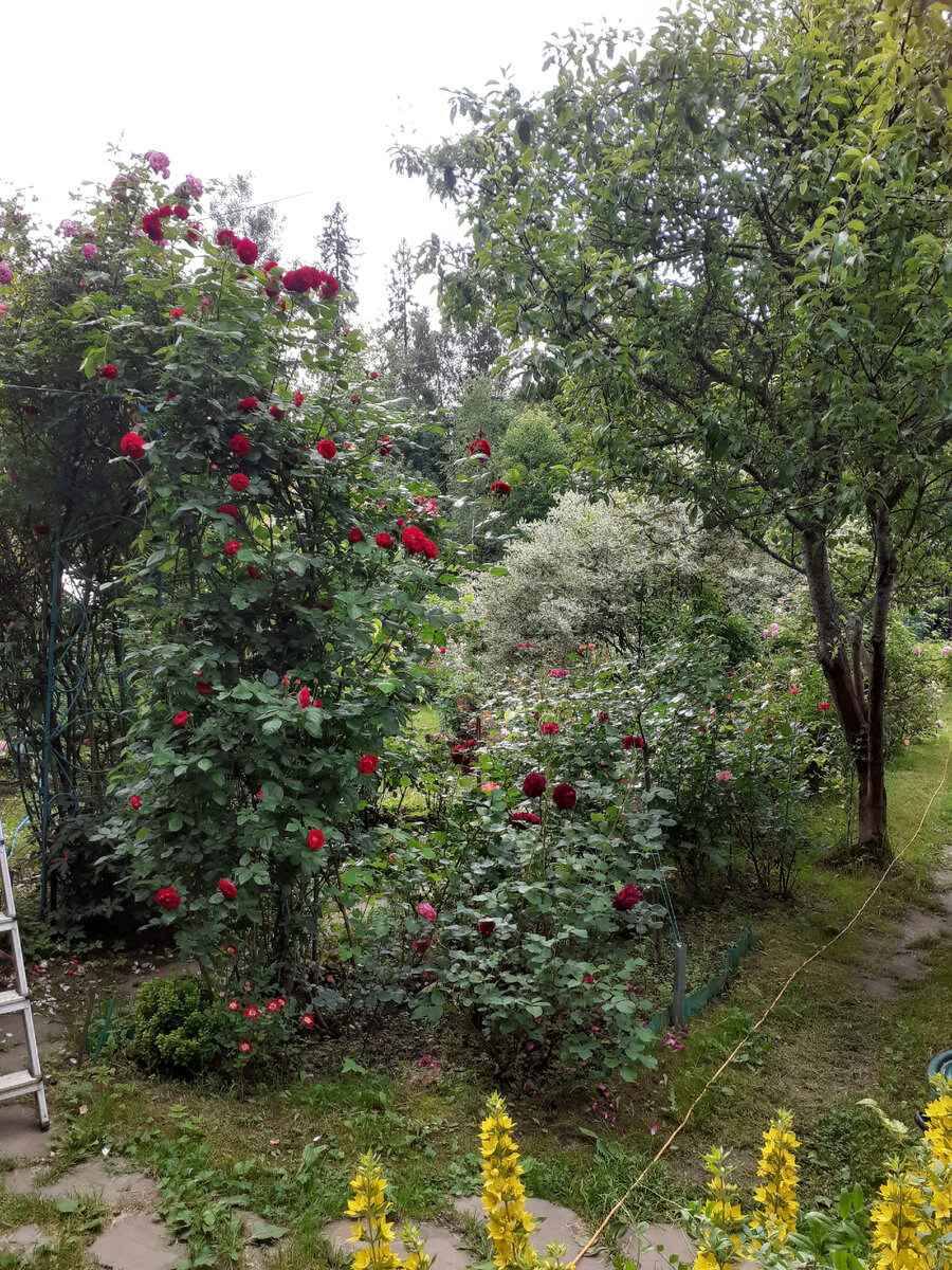 Highgrove в начале цветения 