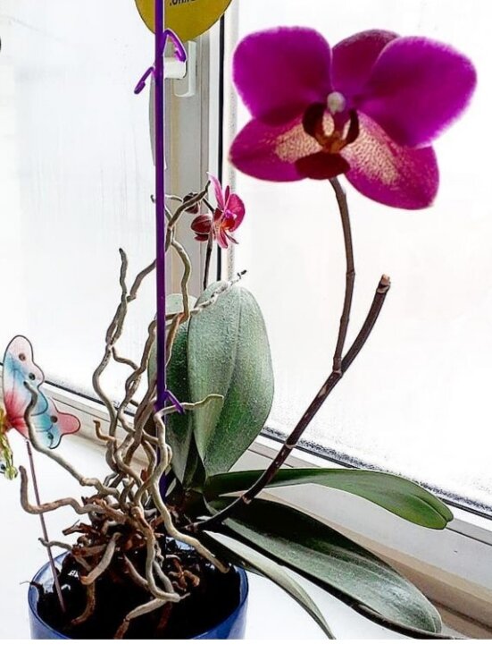 Можно ли обрезать воздушные корни у орхидеи, которые вылезли из горшка