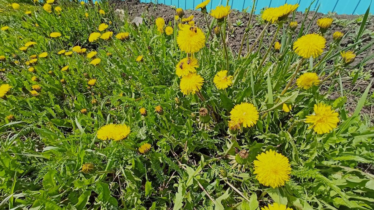 Одуванчик во саду, да в огороде, когда косить, что делать с ним. Наши  одуванчиковые приключения | Дневник активных пенсионеров | Дзен