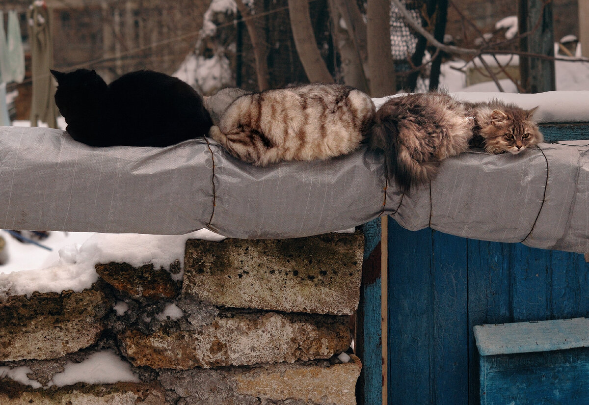 Крымские кошки греются на тёплой трубе