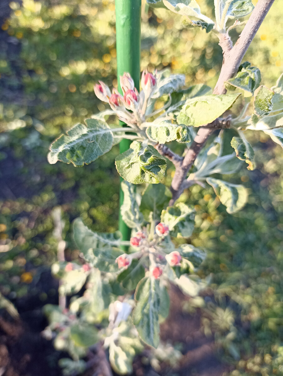 Розовый конус дерева