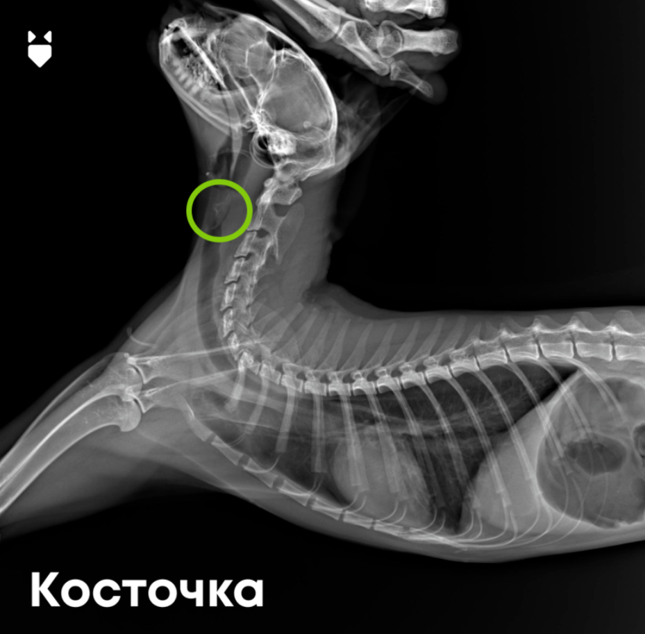 Главная опасность в кормлении животных со стола | Ветеринарный диетолог  vetLIFE | Дзен